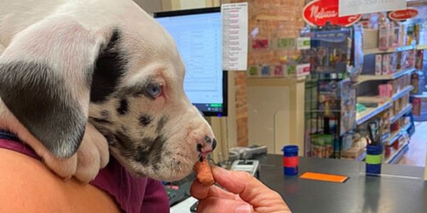 Veterinary Medications